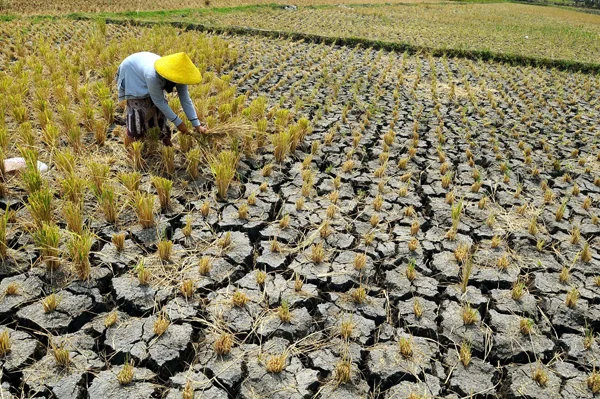 Dampak Kekeringan Meluas, Pemerintah Berpacu dengan Waktu Amankan Pangan Nasional