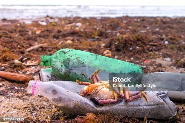 Keajaiban Bertahan Hidup: Kisah Kepiting Terjebak dalam Botol Plastik, Arungi Laut 2 Bulan, Masih Hidup