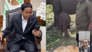 Nona Seroja, Anak Gajah Sumatra Ditelepon Menhut Setelah Prabowo Teken Inpres Nomor 8 Tahun 2026