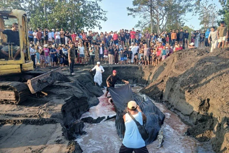 Terhempas Arus Laut, Evakuasi Paus Bungkuk di Jembrana Berakhir Duka Dramatis