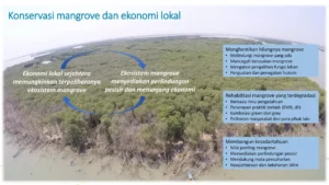 Transformasi Ekonomi Pesisir: Peran Strategis KUPS dalam Menjaga Ekosistem Mangrove