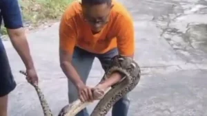 Aksi Heroik Evakuasi Ular Piton 3 Meter di Lahan Pertanian Karanganyar