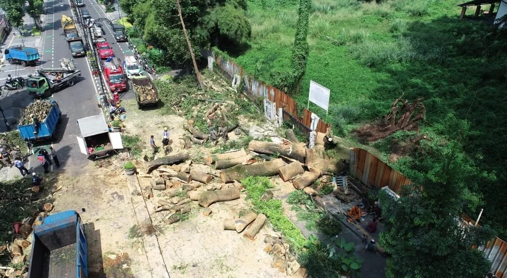 Aksi Vandalisme Pohon di Bandung: 14 Pohon Dirusak, Pemerintah Lakukan Pemulihan Intensif
