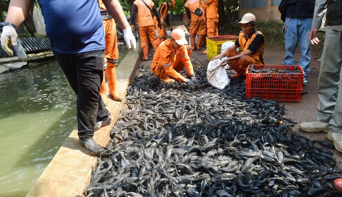 Fenomena Lele Biru: Saat Pemerintah Rela Bayar Jutaan Rupiah Demi Menangkap Ikan Invasif
