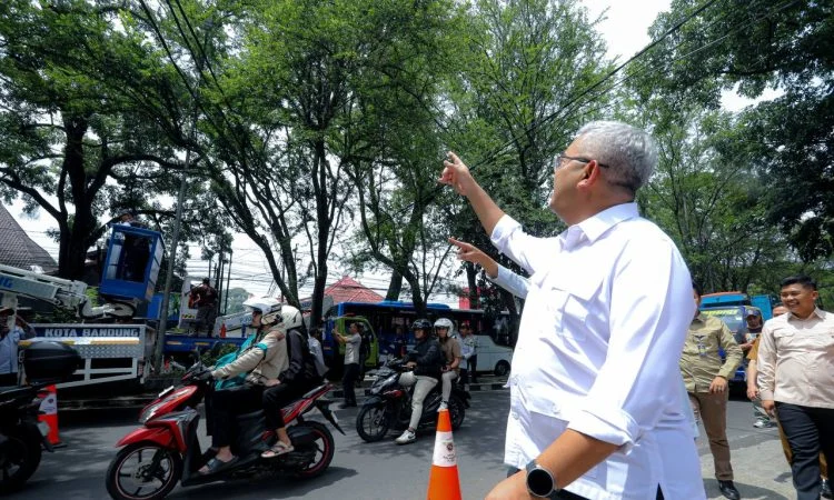 Geram Penebangan Liar di Jalan Riau, Wali Kota Bandung Siap Pidana Pelaku