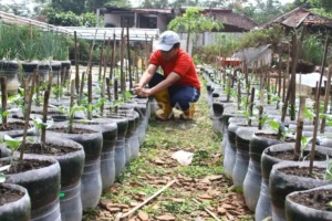 Inovasi Pertanian Perkotaan: Jaksel Tanam Padi di 1.200 Galon Bekas, Lahan Sempit Disulap Jadi Sawah