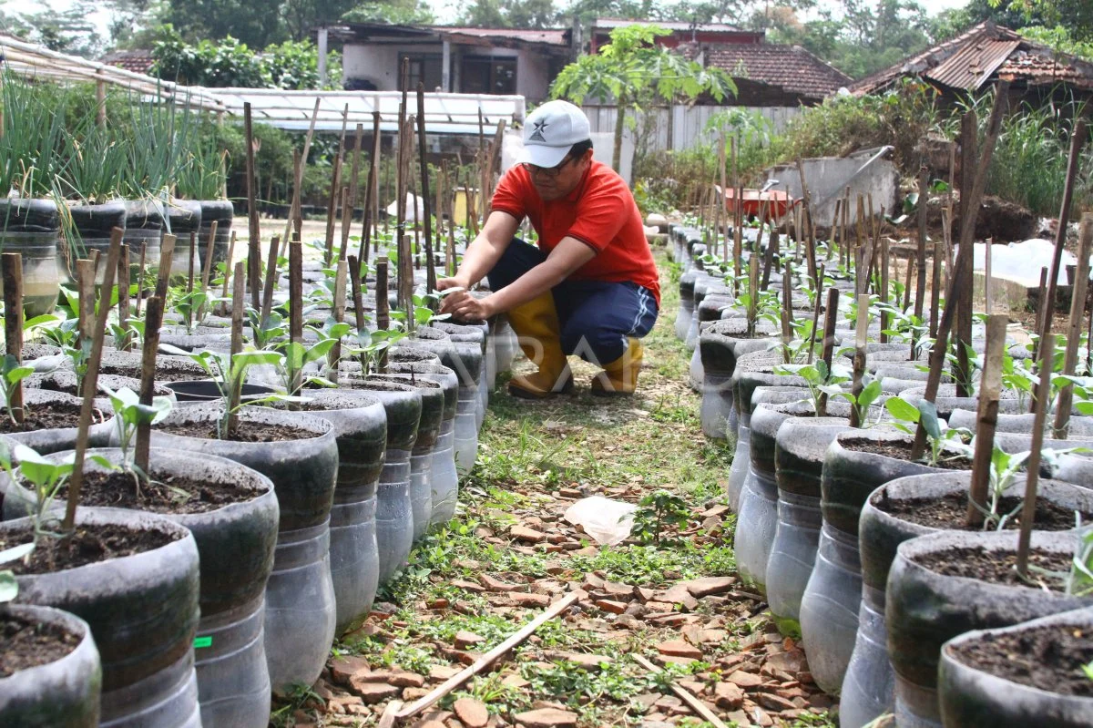 Inovasi Pertanian Perkotaan: Jaksel Tanam Padi di 1.200 Galon Bekas, Lahan Sempit Disulap Jadi Sawah