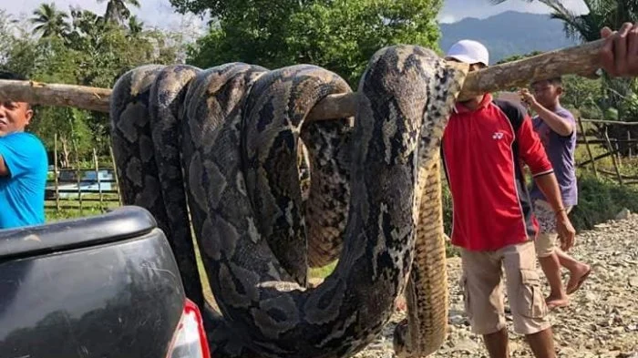 Teror Reptil Raksasa: Ular Piton Sepanjang 7 Meter Kembali Muncul di Taliabu, Nyaris Masuk Rumah Warga