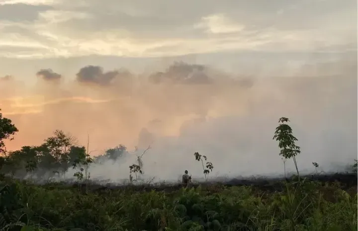 Api Meluas! Asap Tebal Karhutla Selimuti Bandara di Nabire, Papua Tengah